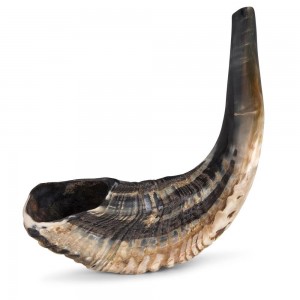 Shofar de Chifre Average Sized Polished Ram's Horn Shofar Ocasiões Judaicas